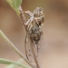Diceroprocta texana - Photo 由 James Bailey 所上傳的 (c) James Bailey，保留部份權利CC BY-NC