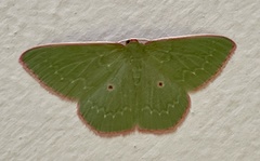 Chlorocoma cadmaria
