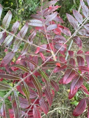 Rhus copallina image