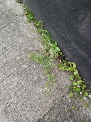 Capsella bursa-pastoris