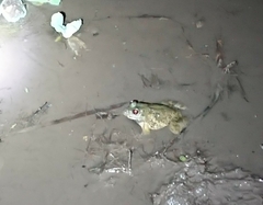 Fejervarya cancrivora