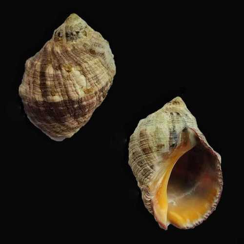 Purpura bufo Lamarck, 1822