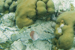 Epinephelus adscensionis