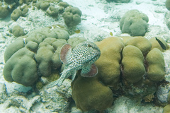 Epinephelus adscensionis