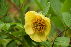 Paeonia delavayi