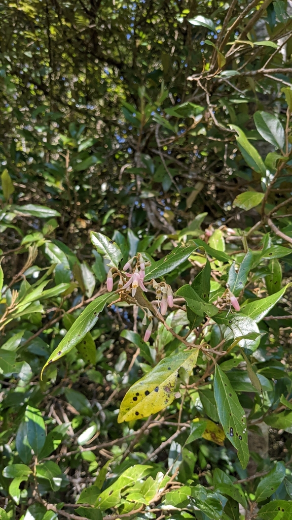 Styrax warscewiczii (Styrax warscewiczii)