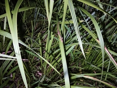 Takydromus sexlineatus