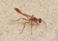 Ammophila ferruginosa