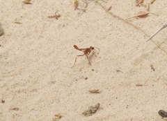 Ammophila ferruginosa