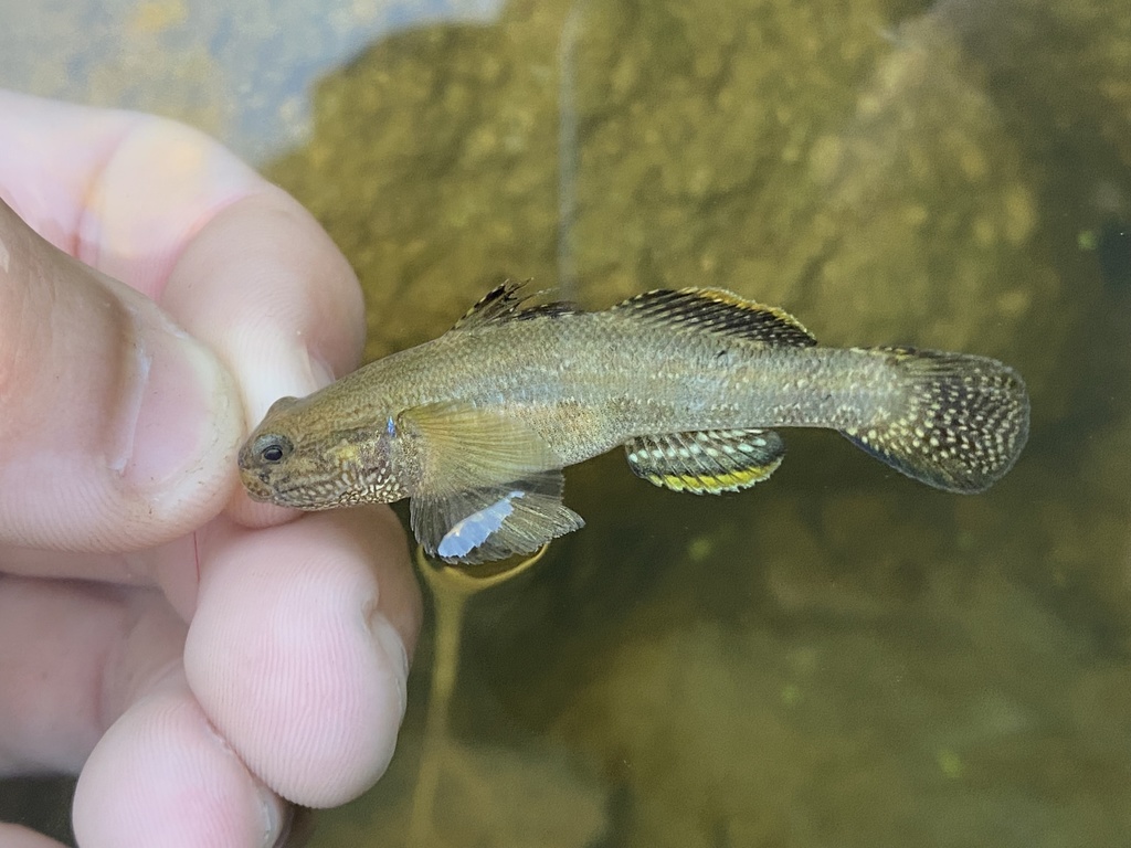Shimofuri goby (Tridentiger bifasciatus) — Gobiidae