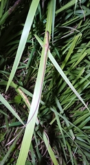 Takydromus sexlineatus