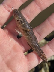 Tridentiger bifasciatus