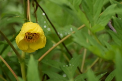 Paeonia delavayi