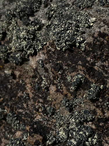 iNaturalist observation photo of Green Rock-posy