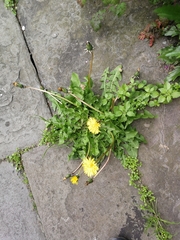 Taraxacum officinale