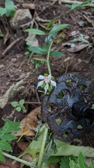 Nasa triphylla rudis