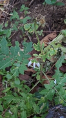 Nasa triphylla rudis