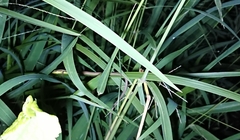 Takydromus sexlineatus