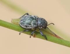 Graphops comosa