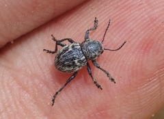 Graphops comosa