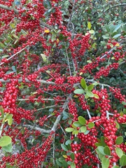 Ilex vomitoria image