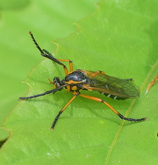 Molobratia teutonus