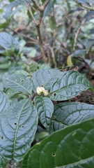 Deprea sylvarum