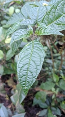 Deprea sylvarum