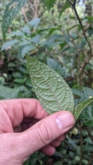 Deprea sylvarum