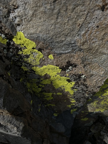 iNaturalist observation photo of gold cobblestone lichen