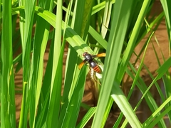 Rhynchium haemorrhoidale