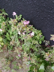 Geranium robertianum