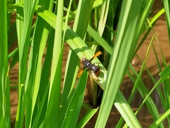 Rhynchium haemorrhoidale