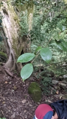 Eugenia costaricensis