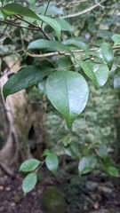 Eugenia costaricensis