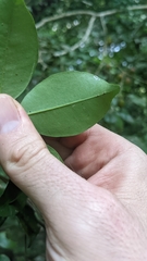 Eugenia costaricensis