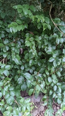 Eugenia costaricensis