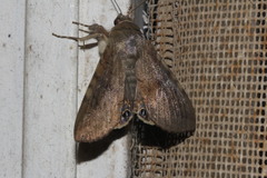 Litoprosopus futilis