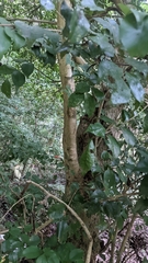 Eugenia costaricensis