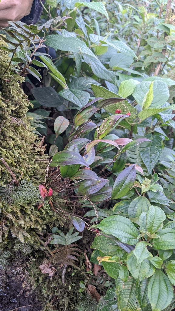 Lepanthes wendlandii