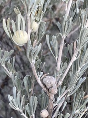 Rhopalomyia obovata