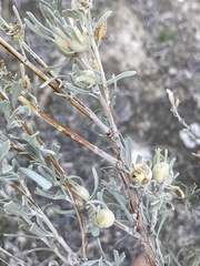 Rhopalomyia obovata