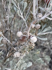 Rhopalomyia obovata