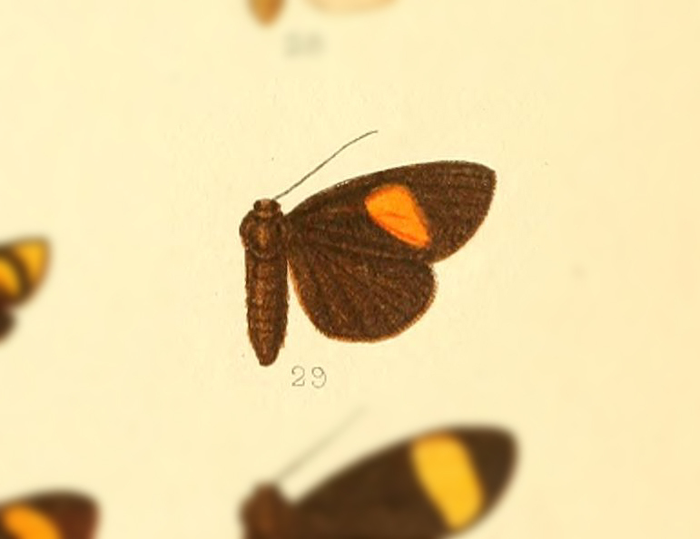 Antona erythromelas
