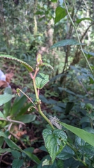Centropogon costaricae