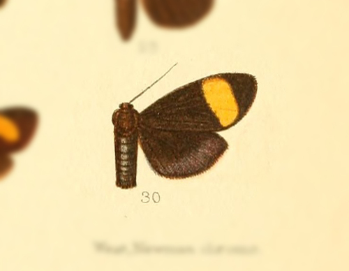 Antona caerulescens