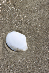 Austromacoma constricta
