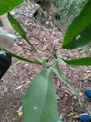 Helicia rengetiensis