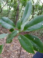 Helicia rengetiensis