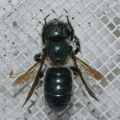 Osmia chalybea